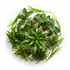 Cichlid-Friendly Live Plant Pack healthy growth example