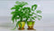 Live Ludwigia Repens Super Red Mini aquarium plant