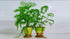 Live Ludwigia Repens Super Red Mini aquarium plant