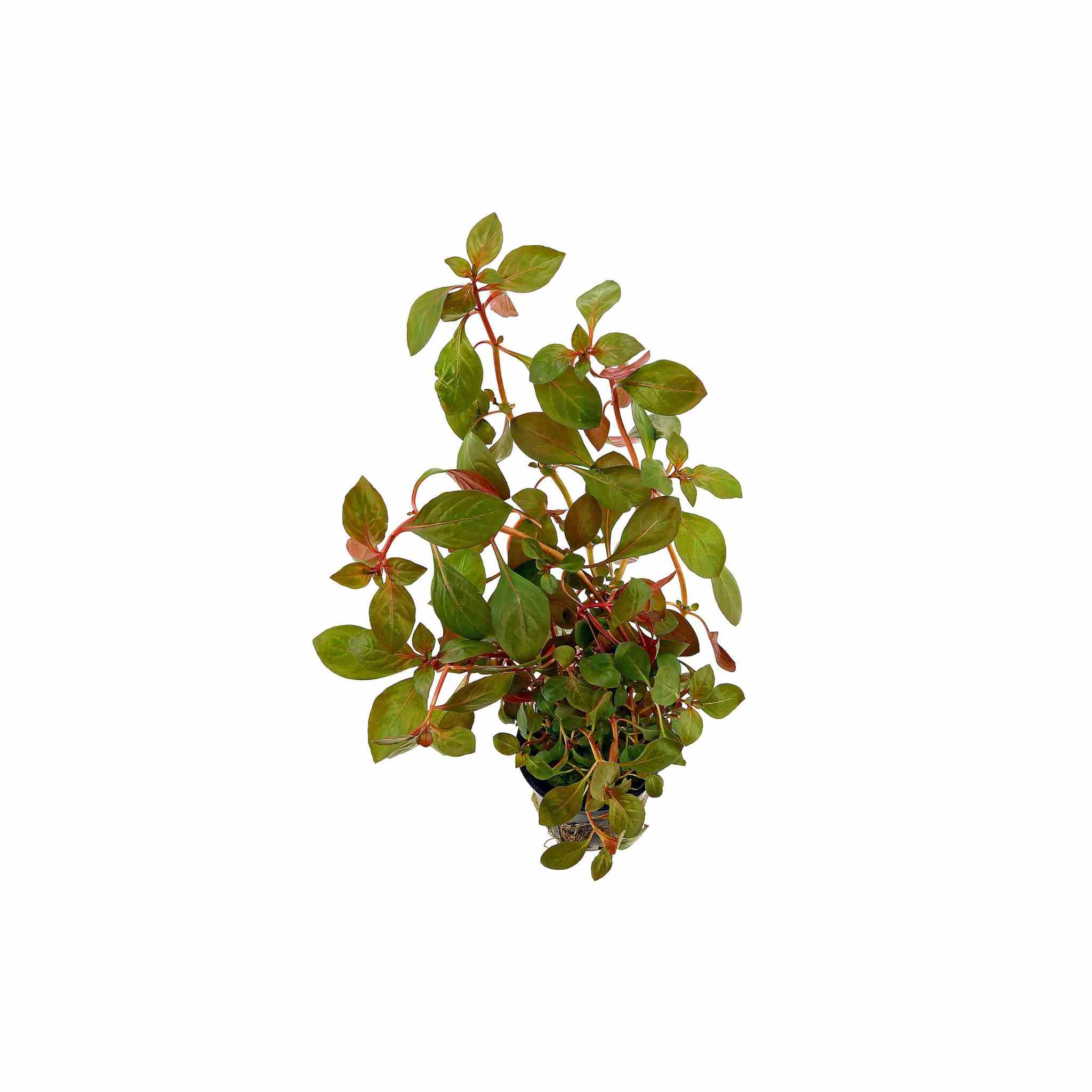 Ludwigia Repens (Rubin)