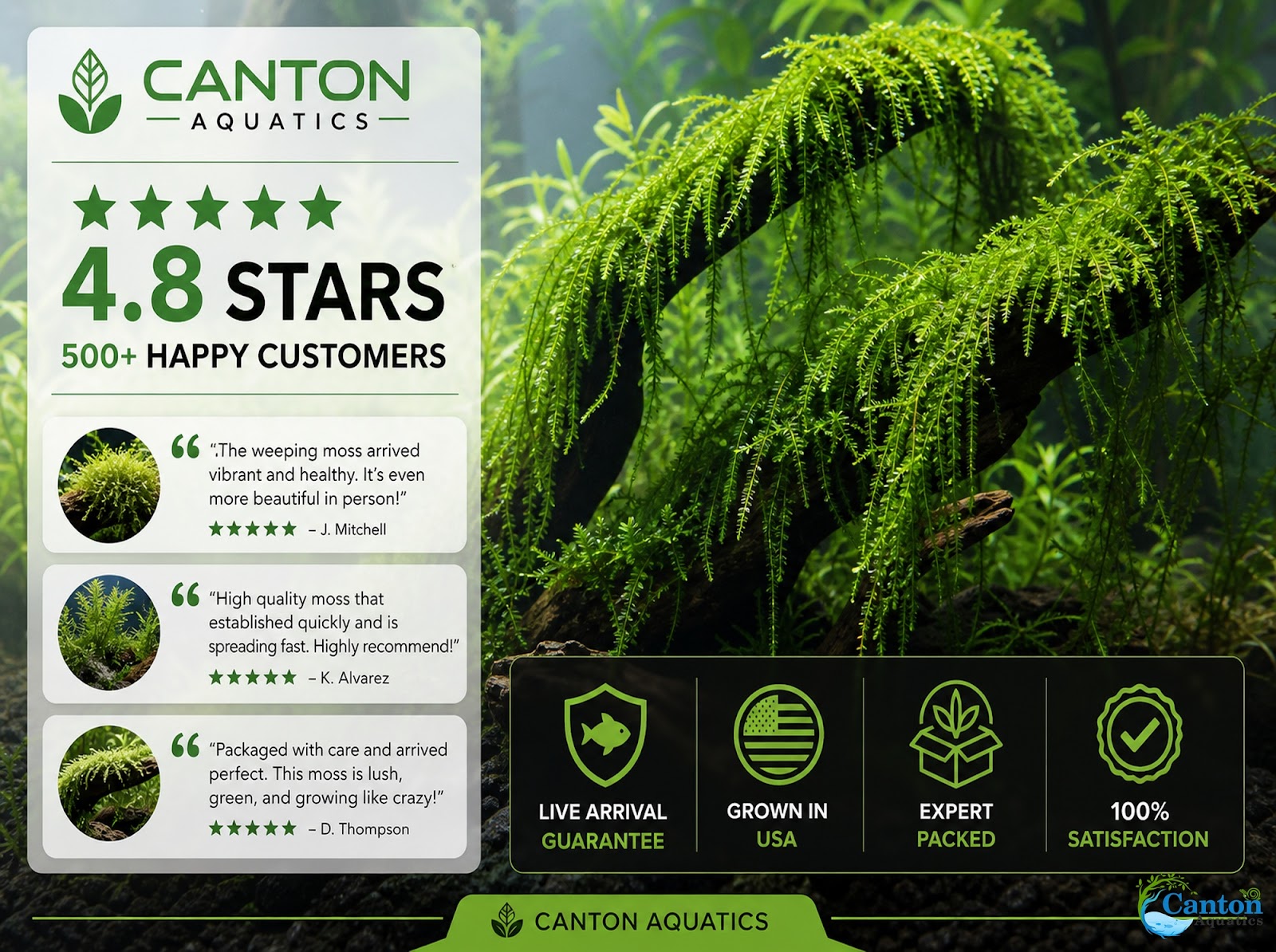 Weeping Moss Live Aquarium Plant 3 Pack 4oz Cups Freshwater Fish Tanks from Canton Aquatics