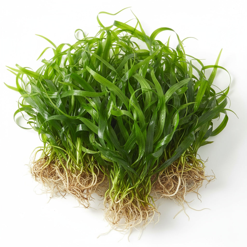 Jungle Vallisneria Asiatica Contortion 3 Plants