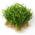 Jungle Vallisneria Asiatica Contortion 3 Plants