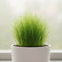 Chain Sword Narrow Leaf Hellanthium Bolivianum live plant specimen