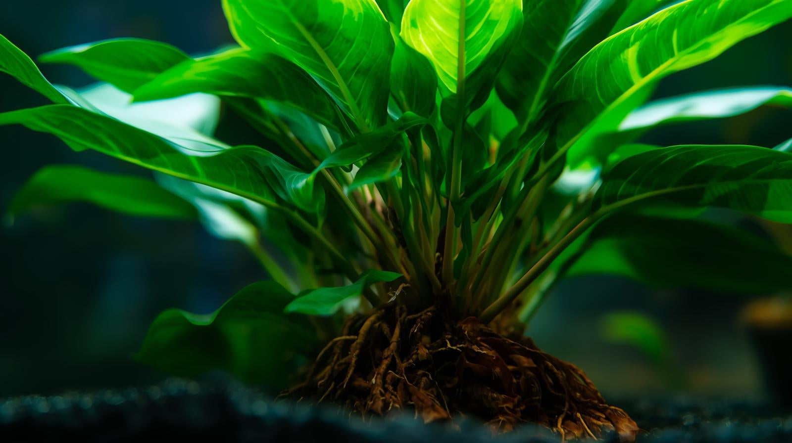 Anubias Gigantea healthy growth example