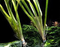 6 Plant Pack Jungle Vallisneria Americana