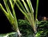 6 Plant Pack Jungle Vallisneria Americana