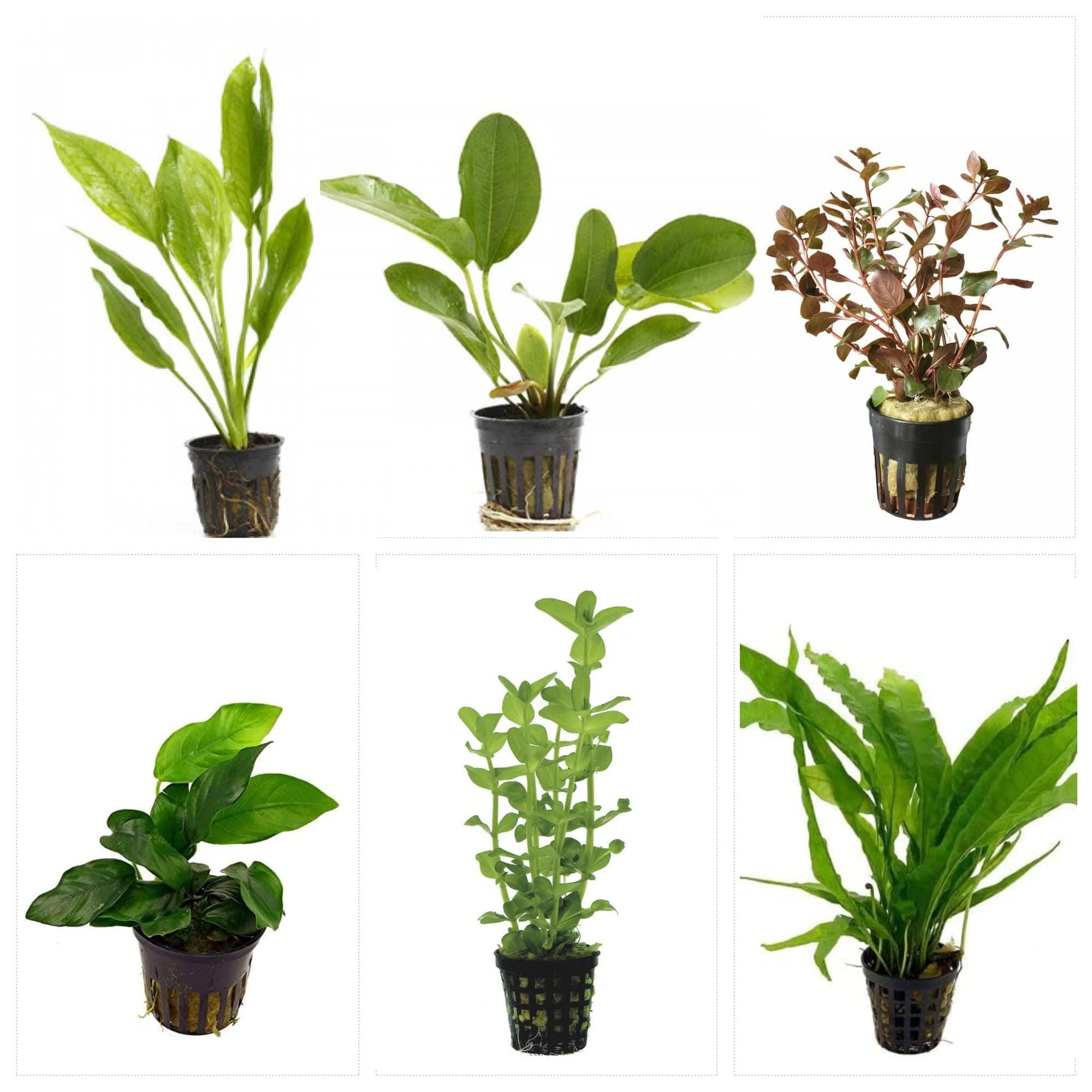 Potted Live Aquarium Plants Bundle (6 Pots) – Beginner-Friendly Freshwater Variety