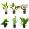 Potted Live Aquarium Plants Bundle (6 Pots) – Beginner-Friendly Freshwater Variety