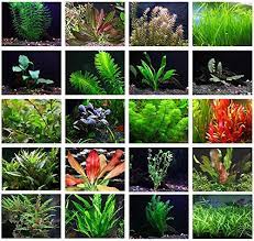 Beginner Live Aquarium Plants Bundle