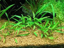 Cryptocoryne Crypt Lucens submerged in planted aquarium
