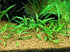 Cryptocoryne Crypt Lucens submerged in planted aquarium