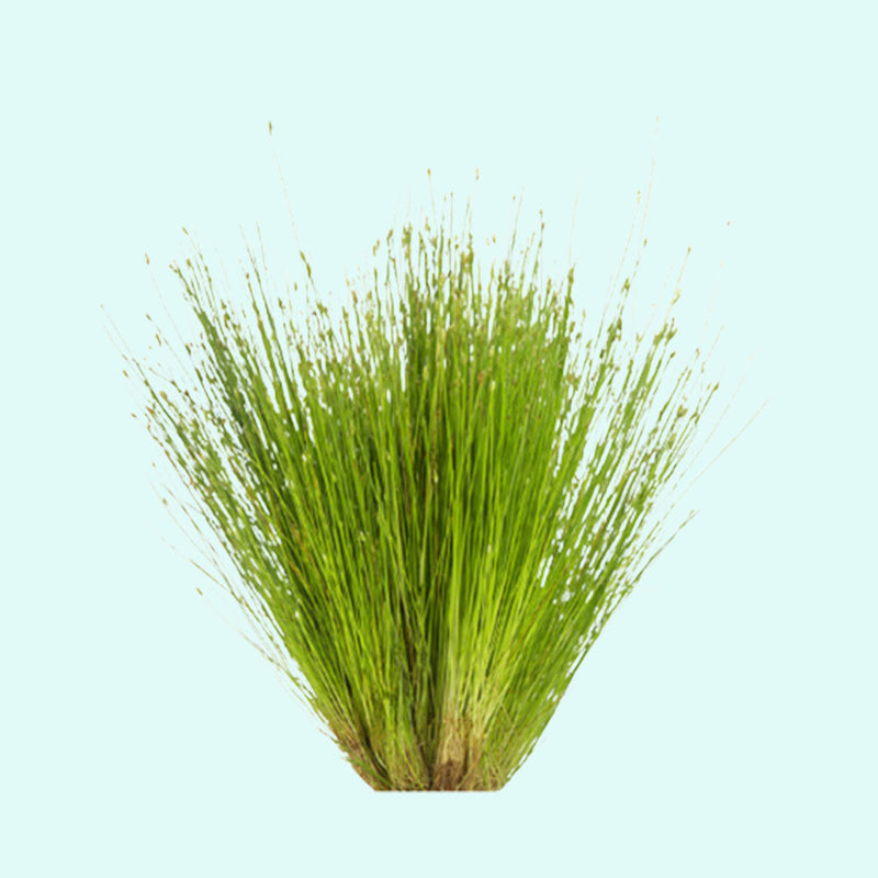 Dwarf Hairgrass Clump Eleocharis Parvula
