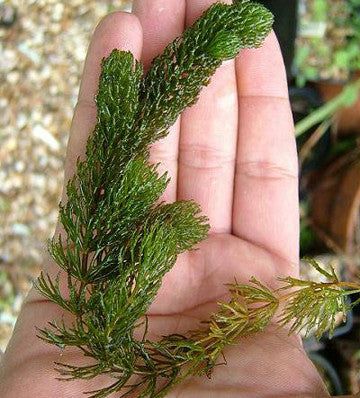 6 Hornwort Coontail Bunches