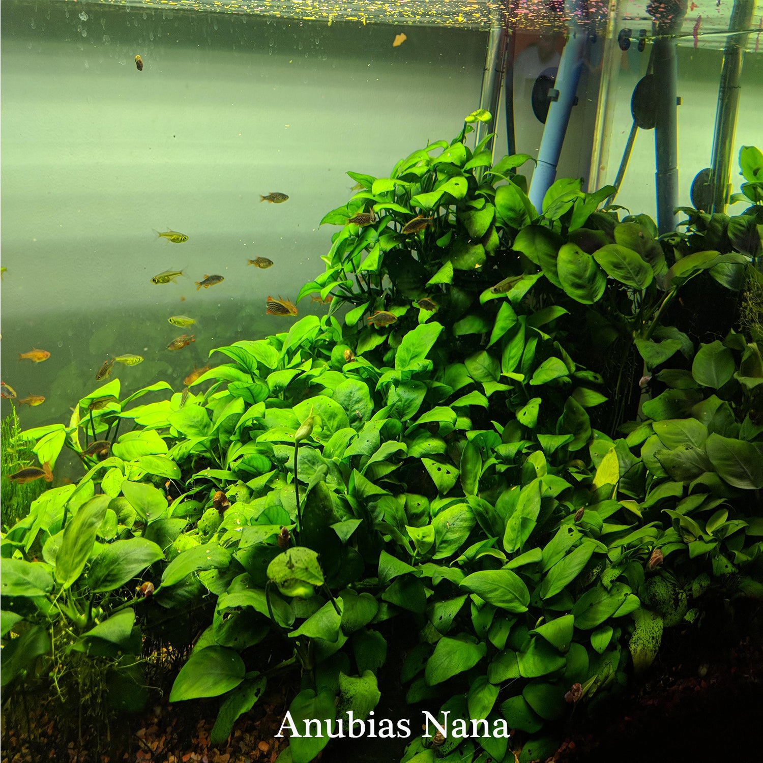 Anubias Barteri 