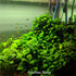 Anubias Barteri "Nana Petite" freshwater aquatic plant