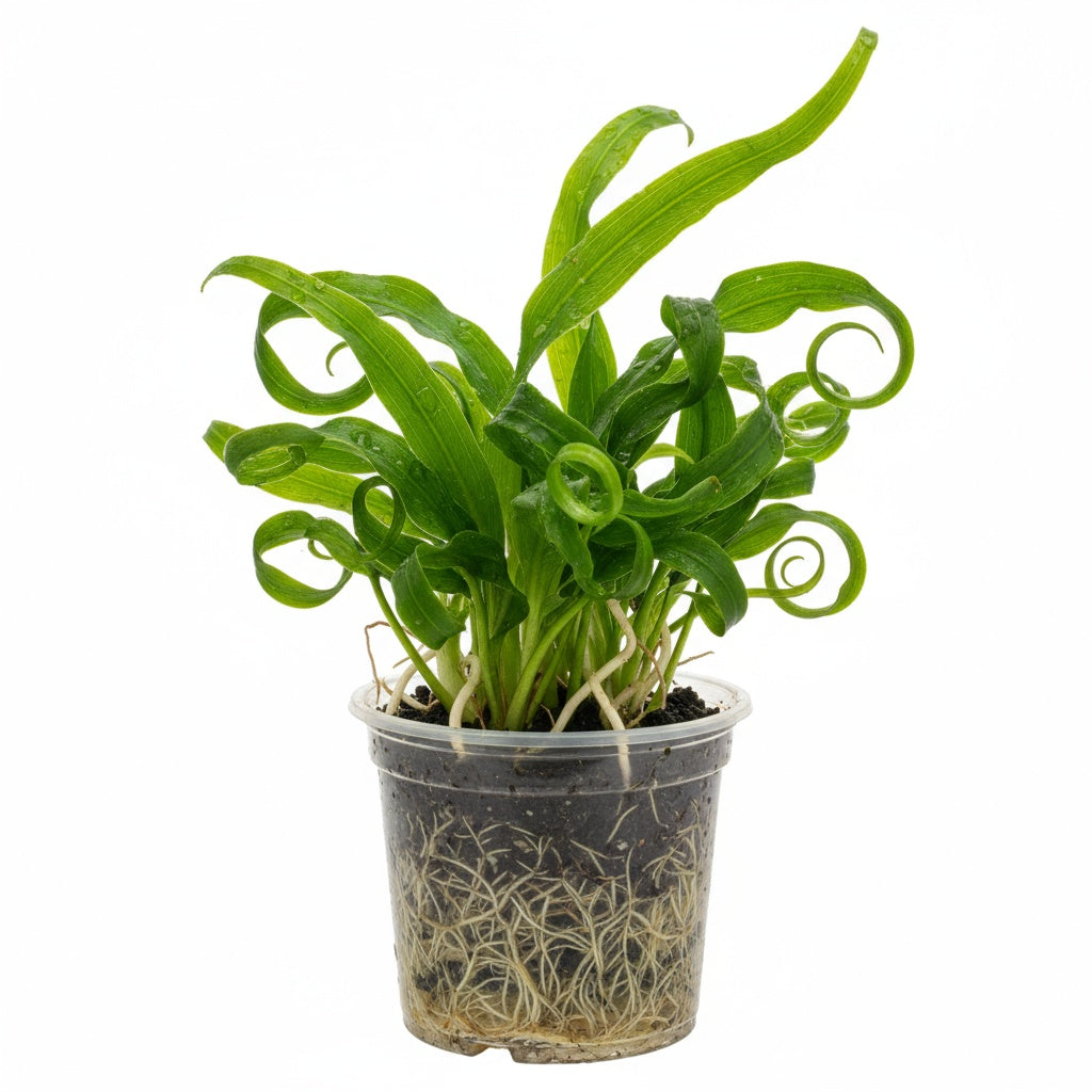 Jungle Vallisneria Asiatica Contortion 3 Plants