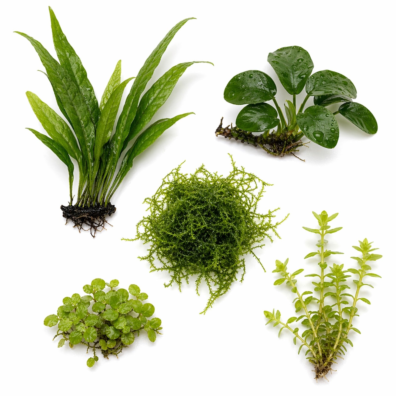 Betta Fish Plant Bundle | Low Light Aquarium Kit | 5 Live Plants | Java Fern, Anubias, Java Moss, Red Root Floater, Stem Plant - Complete Bundle Overview