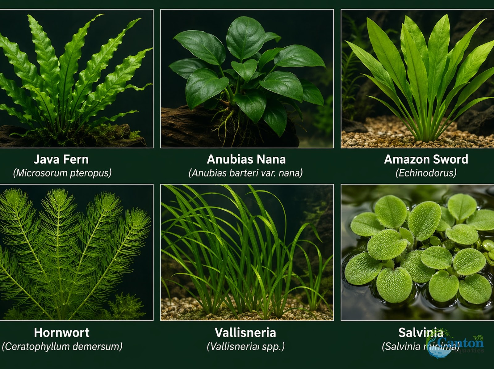 Live Aquarium Plants Bundle 6 Pack Beginner Freshwater Plants Low Light No CO2 - Live Plants Packaging