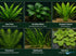 Live Aquarium Plants Bundle 6 Pack Beginner Freshwater Plants Low Light No CO2 - Live Plants Packaging