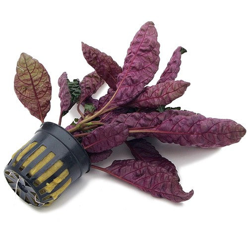 Purple Waffle “red Krinkle” Easy Live Plants Free Shipping Buy 2 Get 1 FREE