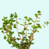 Rotala Indica - Live Aquarium Plant from Canton Aquatics