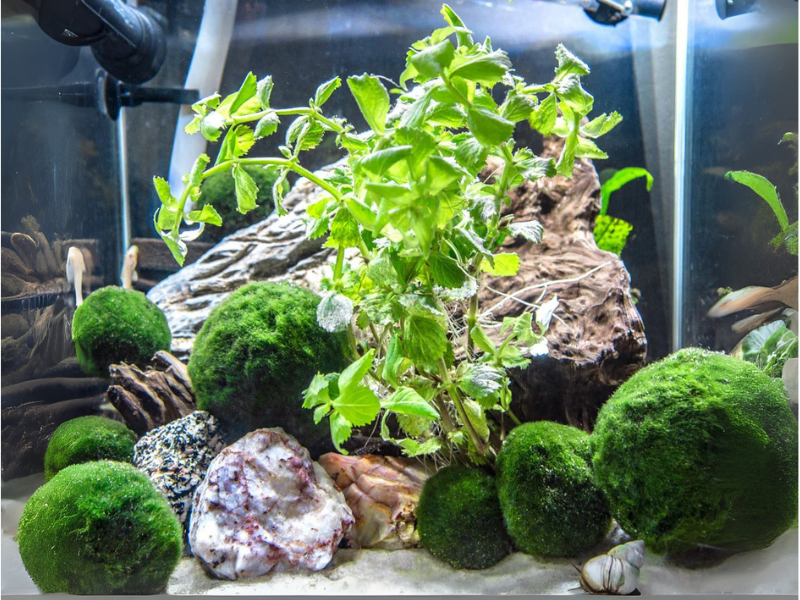 Hygrophila Difformis Water Wisteria Bunch Live Aquarium Plants BUY 2 GET 1 FREE