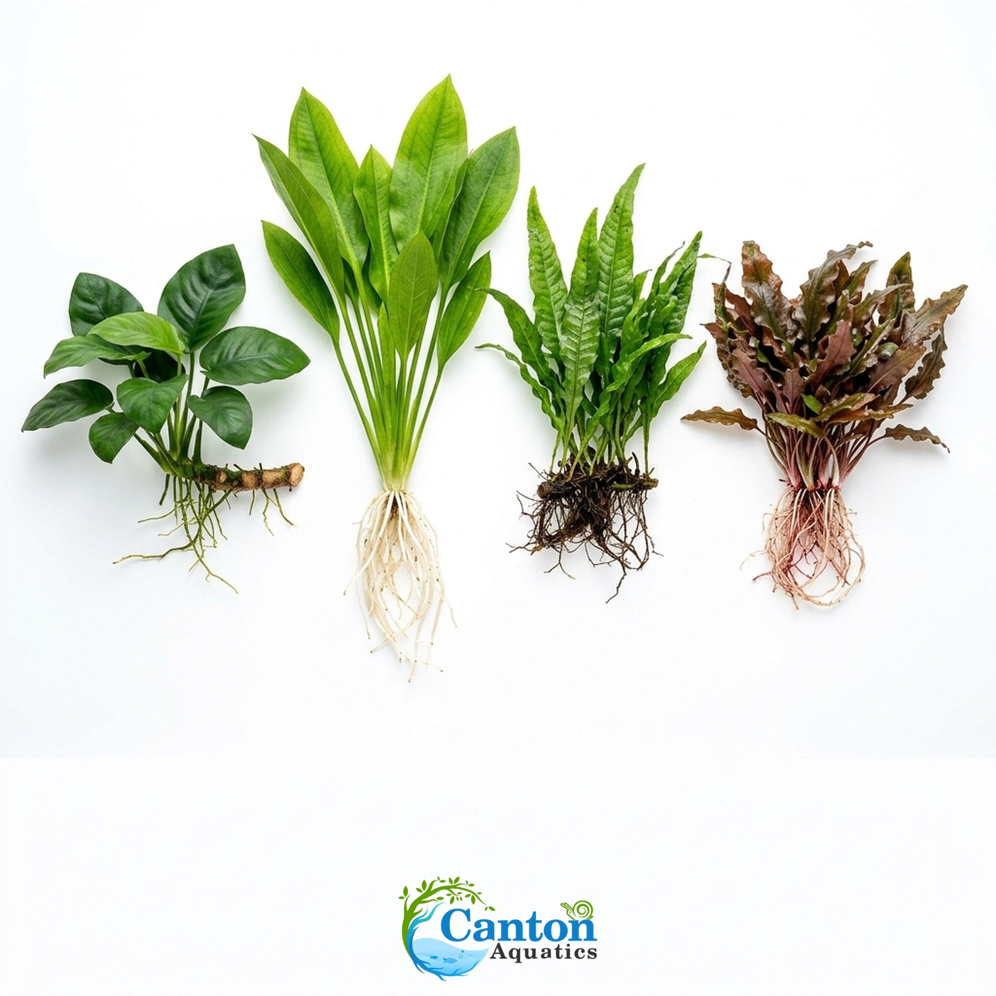 Live Aquarium Plants Essential Bundle