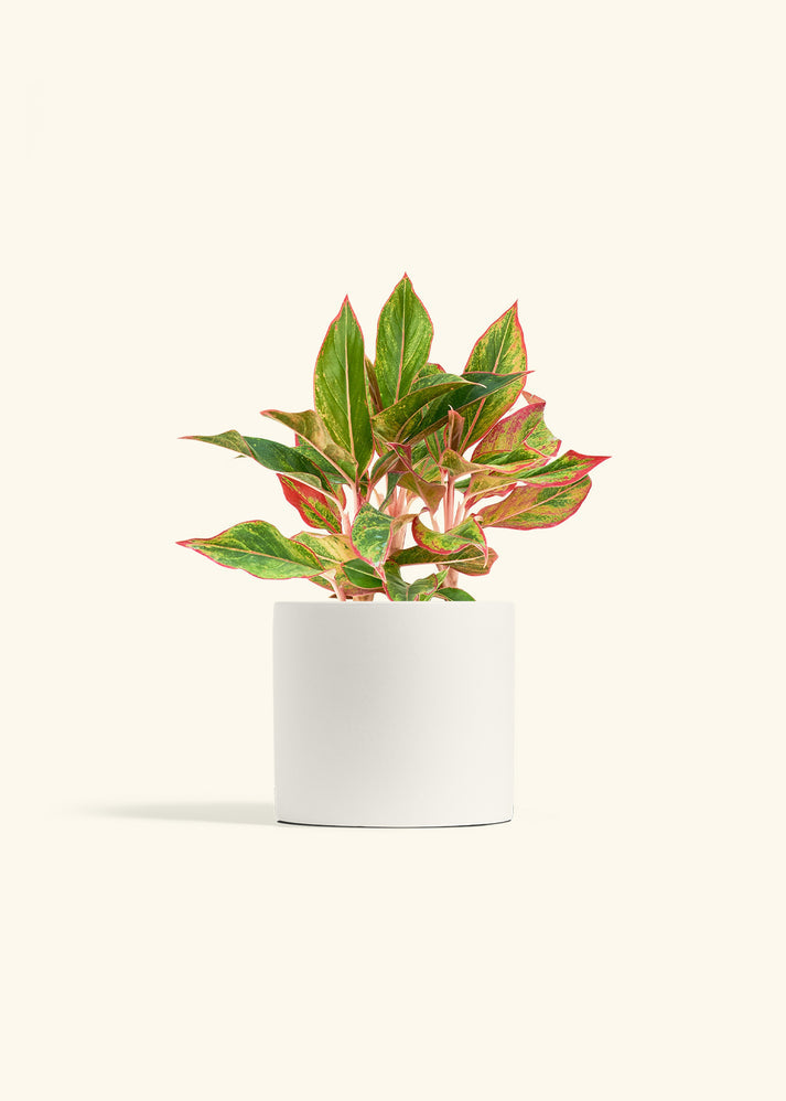 Aglaonema Red Vein