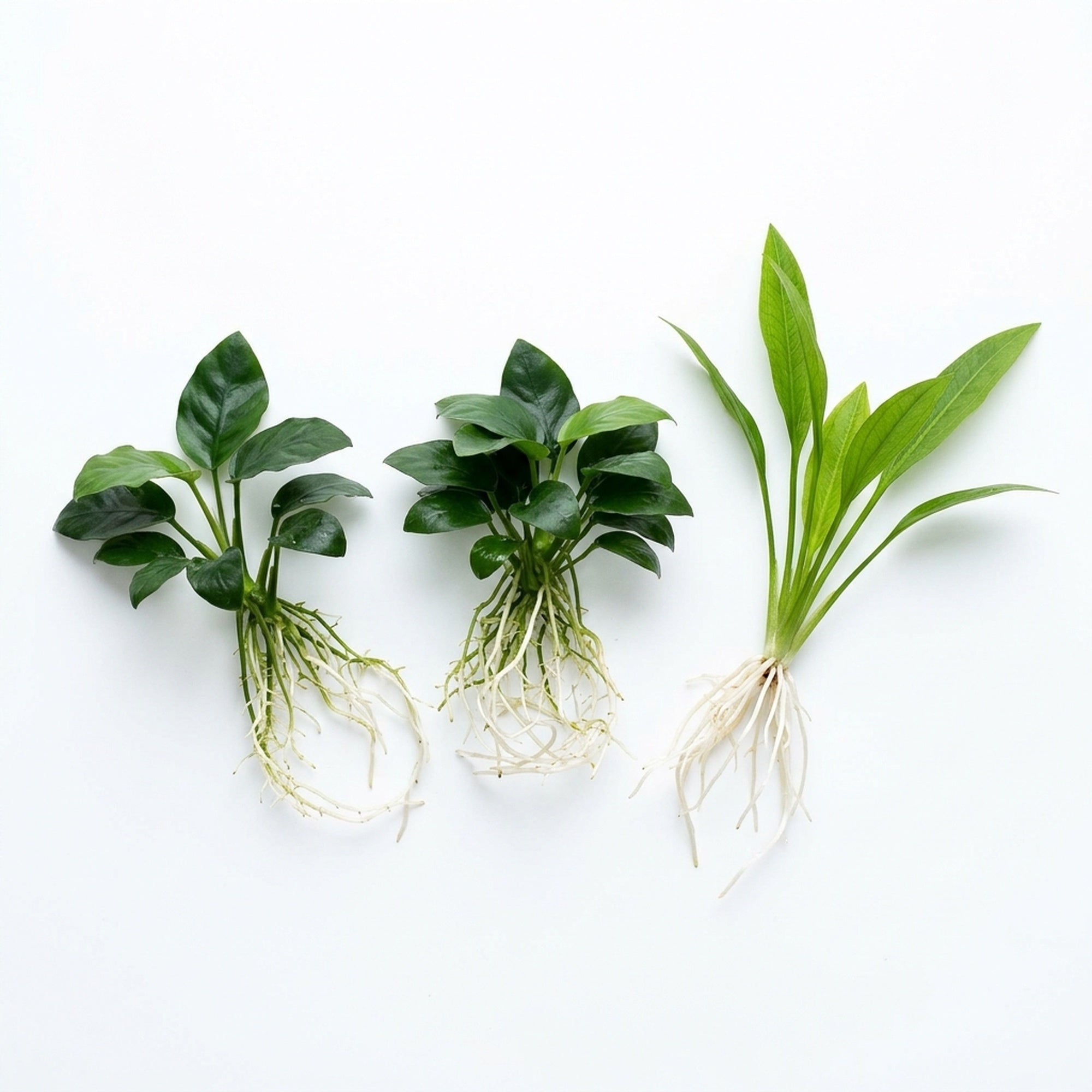 Aquarium Bundle – Anubias + Amazon Sword | Small | Bare Root