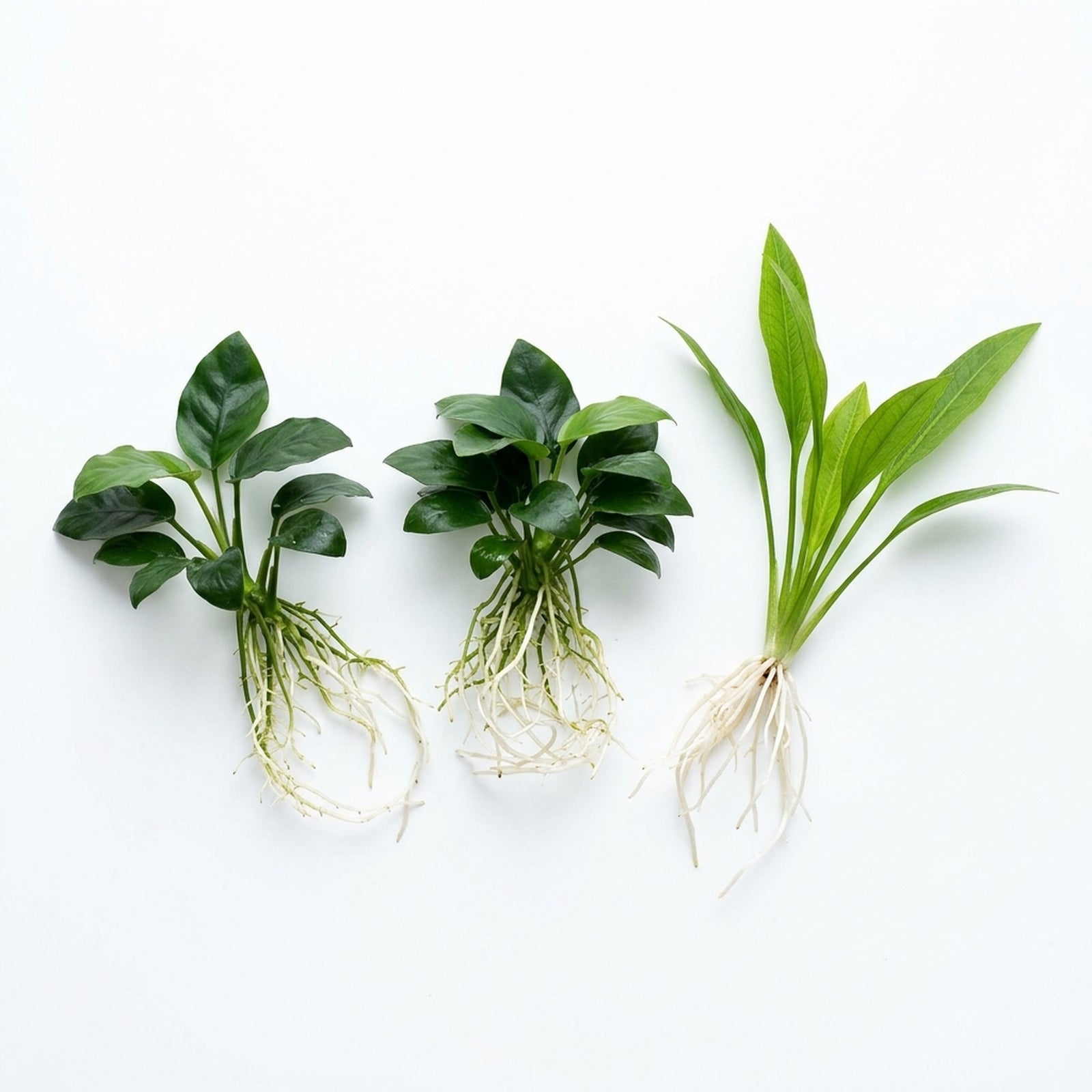 Aquarium Bundle – Anubias + Amazon Sword | Small | Bare Root
