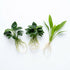 Aquarium Bundle – Anubias + Amazon Sword | Small | Bare Root