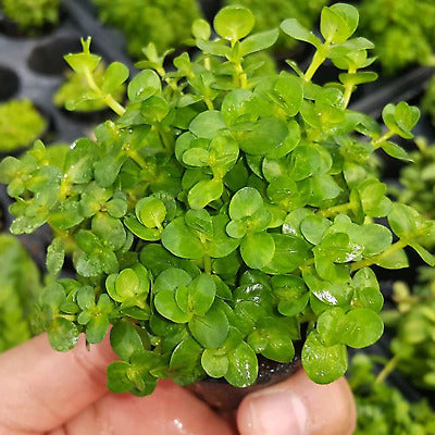 Rotala Indica Potted 2"