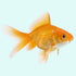 Seachem MetroPlex™ – Marine & Freshwater Fish Treatment