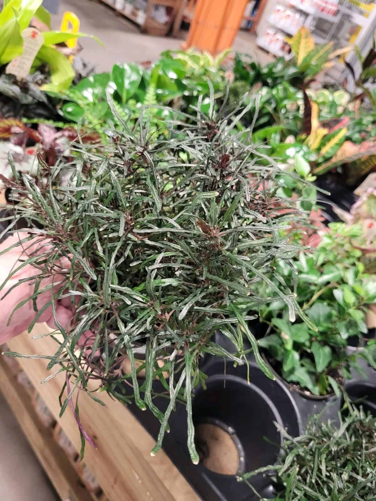 Dragon’s Tongue “Flame” (Hemigraphis repanda) – Live Terrarium & Paludarium Plant