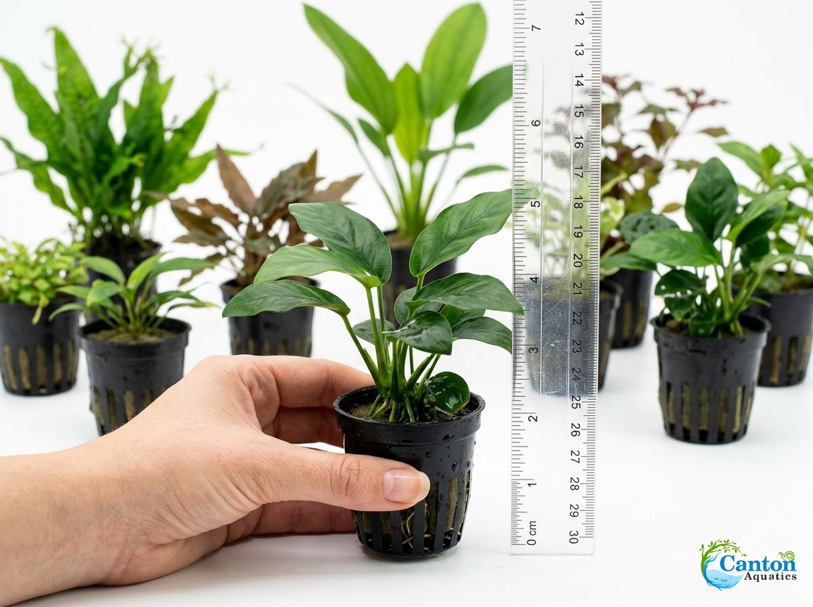 Live Aquarium Plants Bundle 10 Pack - 10 Potted Plants Included
