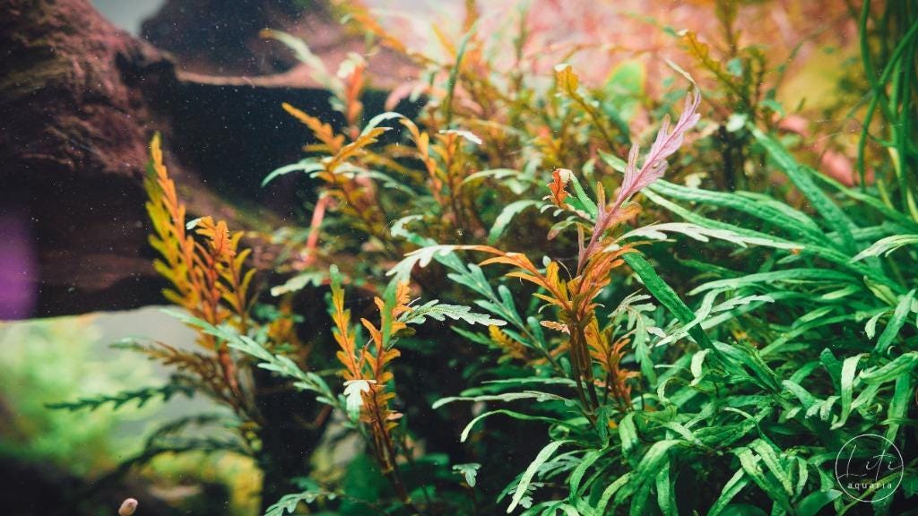 Beginner-Friendly Low Light Plant Bundle (6 Easy-Grow Varieties)