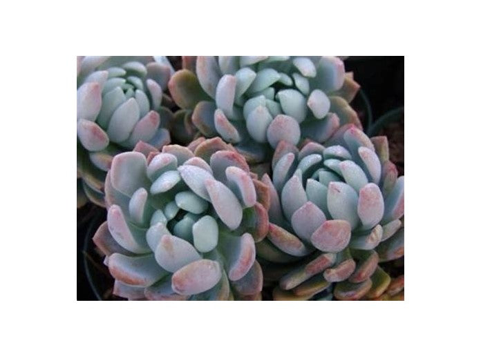 Echeveria Gray Red
