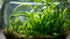 Dwarf Sagittaria Subulata aquascaping plant