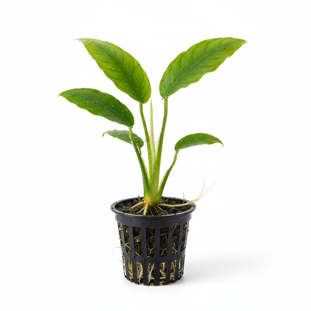Large Anubias in Pot – Live Aquarium Plant | Hardy, Low Light, Easy Care, Freshwater