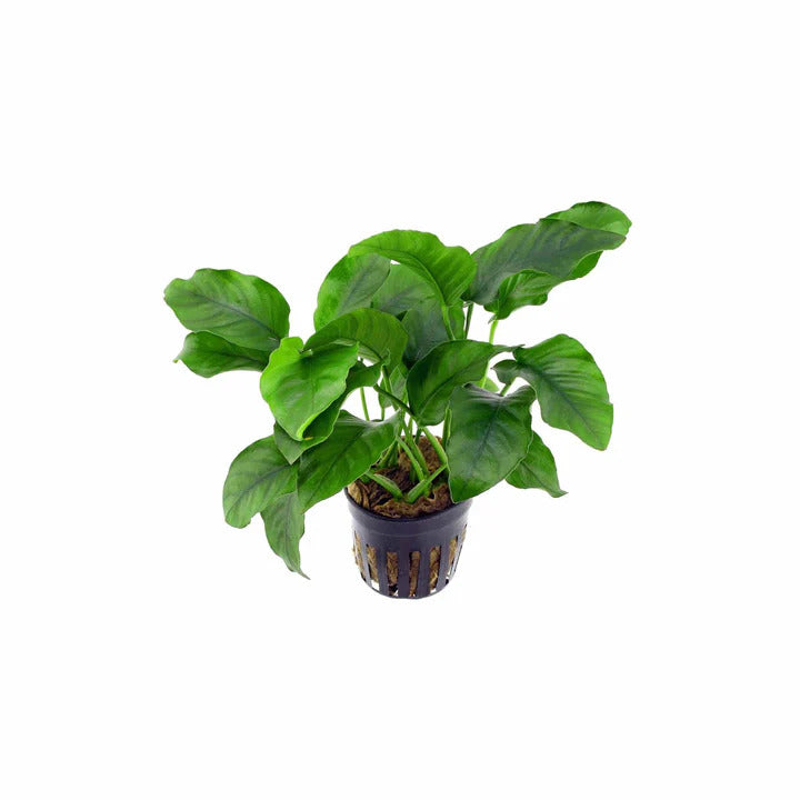 Anubias Barteri (Nana) bundle
