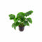 Anubias Barteri (Nana) bundle