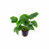 Anubias Barteri (Nana) bundle