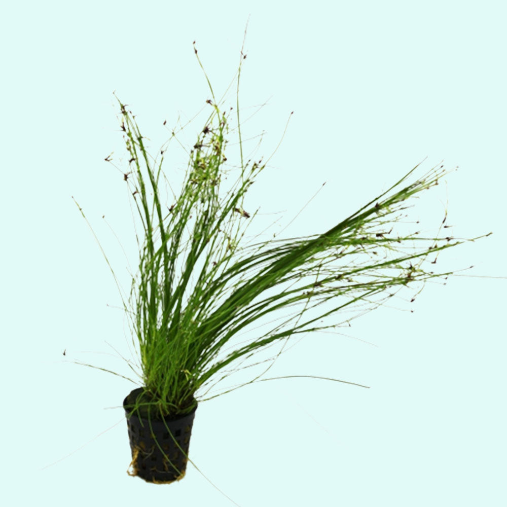 Hairgrass (Eleocharis Vivipara) - Image 9