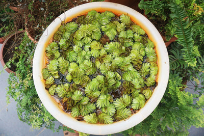 Salvinia Floating Plants