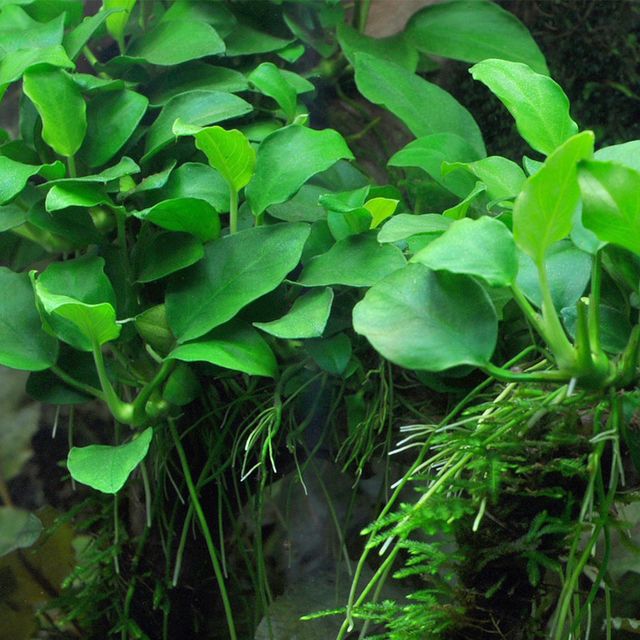 Anubias Barteri "Nana Petite" healthy growth example