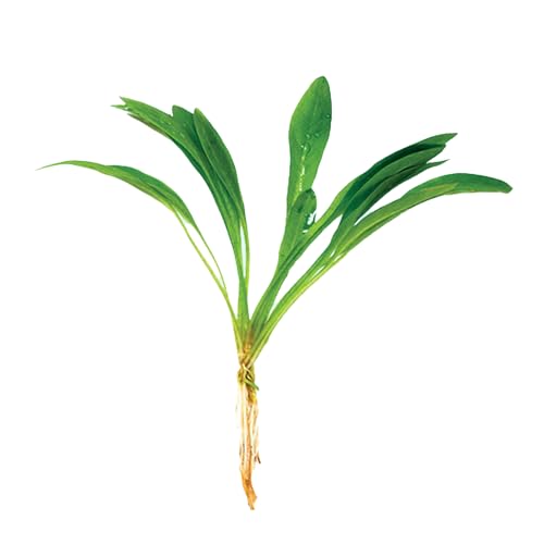 CANTON AQUATICS | Live Aquarium Helanthium Tenellum Echinodorus Plants - Increases Beauty - Removes Nitrates - Long Lasting -