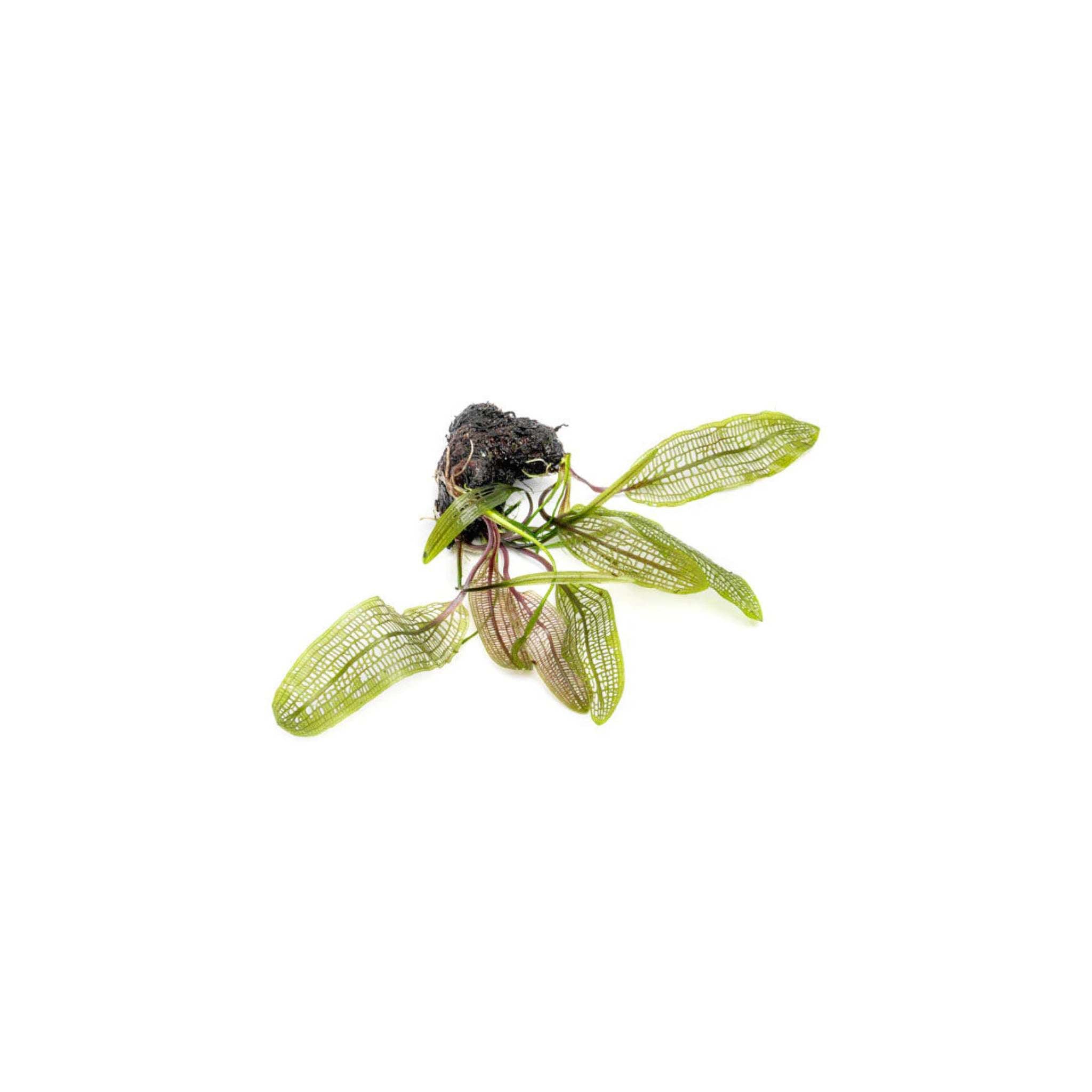 Madagascar Lace live plant specimen