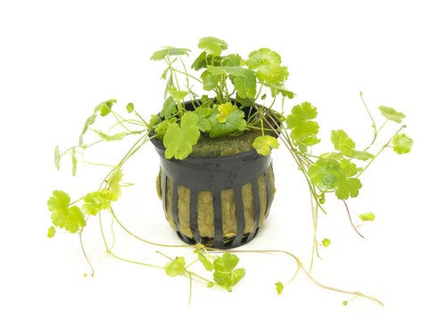 Dwarf PennyWort Japan Hydrocotyle Potted Live Aquarium Plants