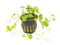 Dwarf PennyWort Japan Hydrocotyle Potted Live Aquarium Plants